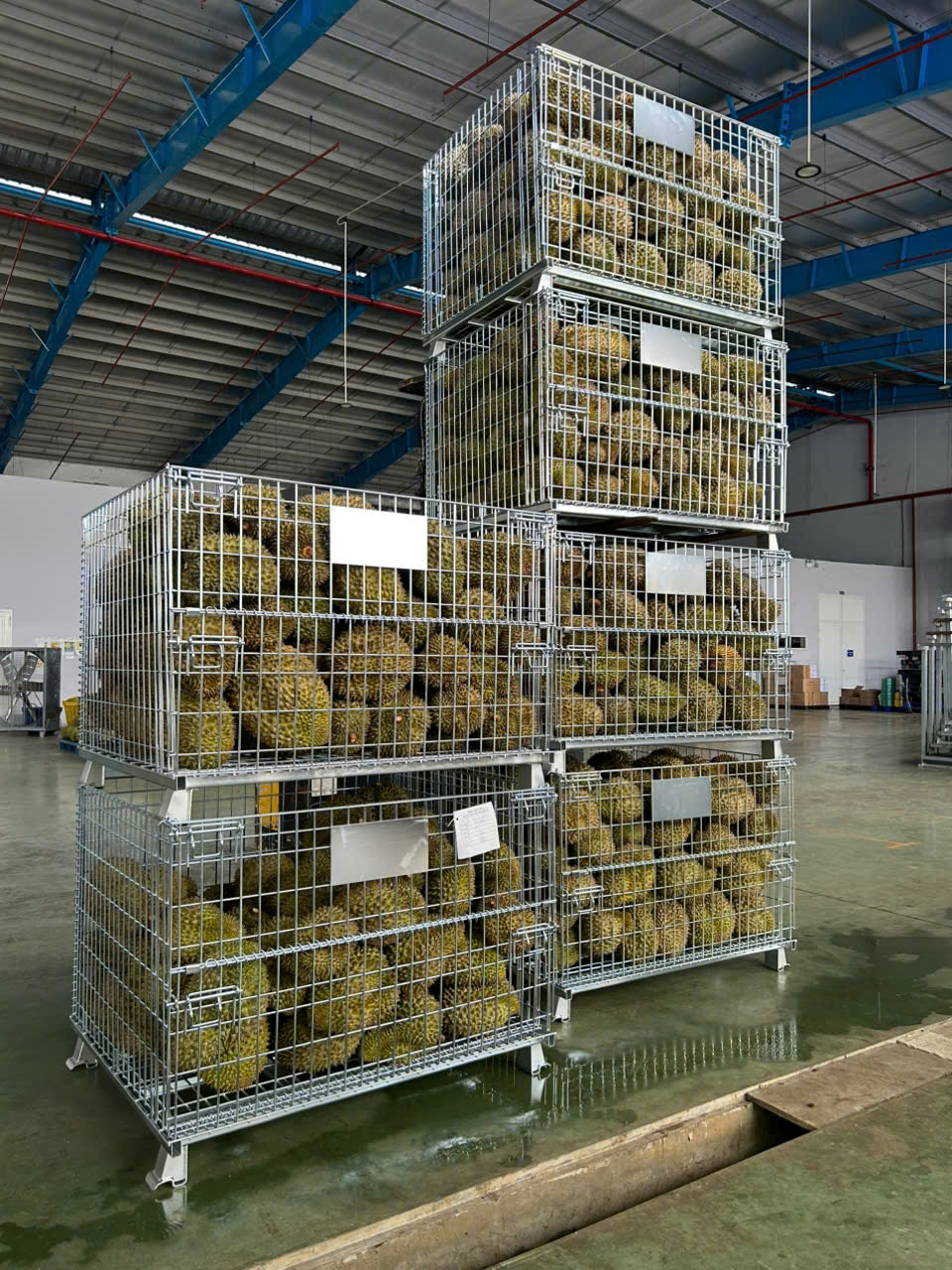 lồng sắt sầu riêng